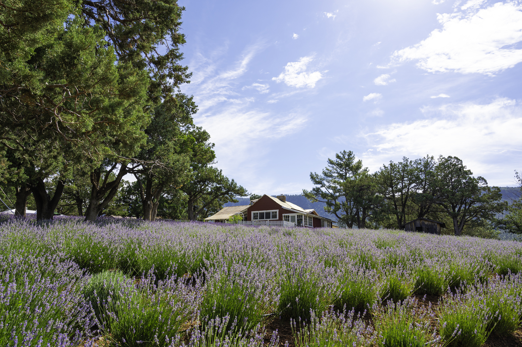 Pine Pine Creek Canyon Lavender Farm photo credit An Pham 1