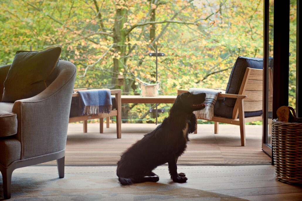 Treehouses Dog Friendly