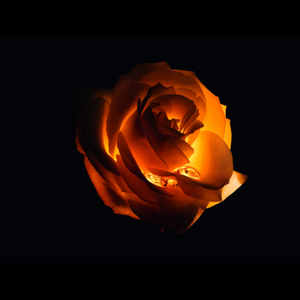 S600 PRESTIGE LE NECTAR 25 P16B NECTAR ROSE L4 F39 1024x1024 1