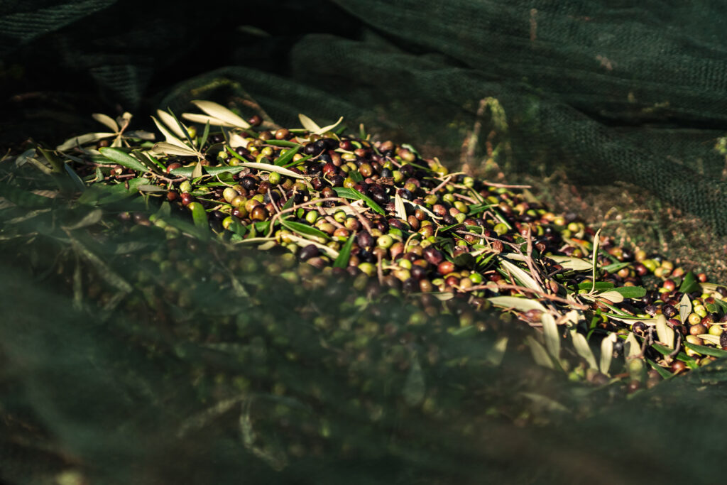 olivenernte cmasseria tumpagno pletzer resorts 1024x683 1