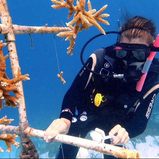 ©Bucuti & Tara Beach Resort