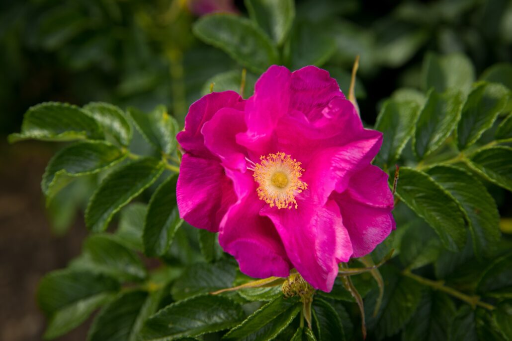 HD 200709 Valmont selection201206©JulieMasson 1146