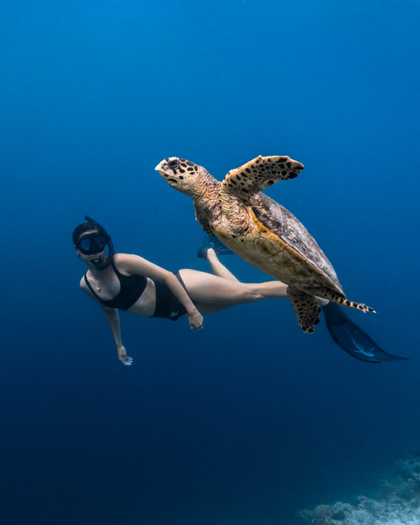 Fari Island Festival Olive Ridley Project
