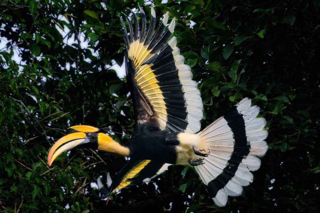 The Datai Langkawi Great Hornbill at The Datai Langkawi EM