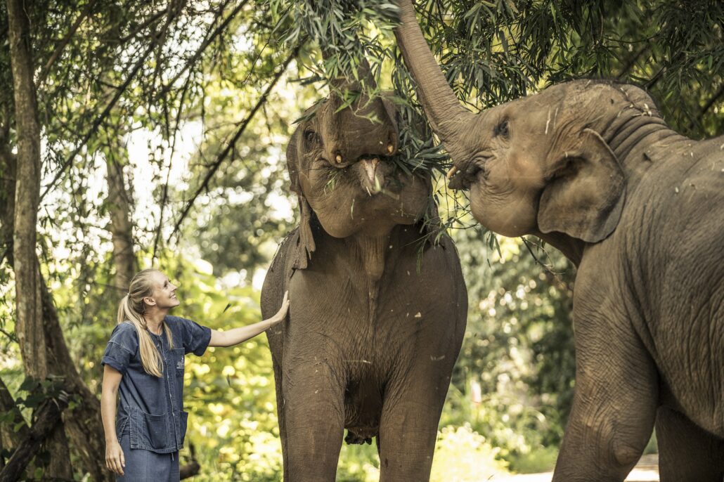 Anantara Golden Triangle Elephant Camp Exterior View Team Member With Two Elephants 1