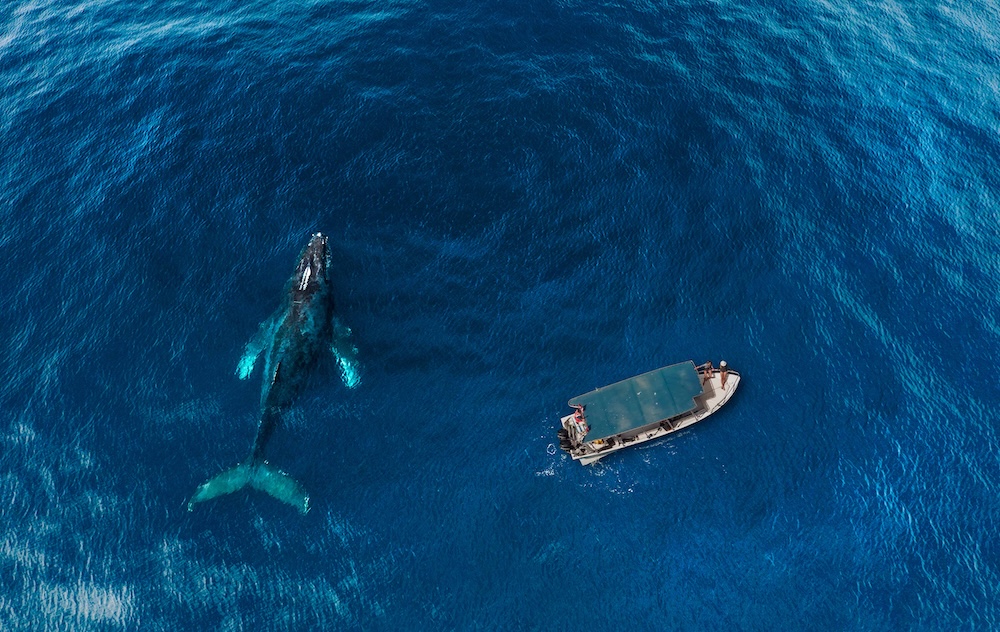Los Cabos Whale Watching Aereal Copyright Los Cabos Tourism Board
