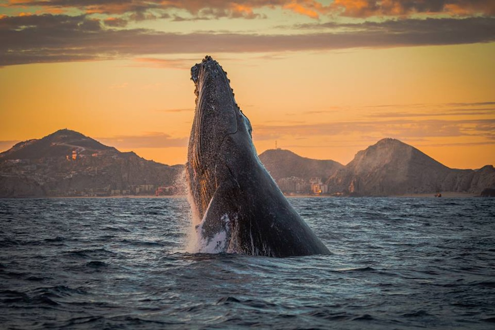 Los Cabos Whale Watching Copyright Los Cabos Tourism Board