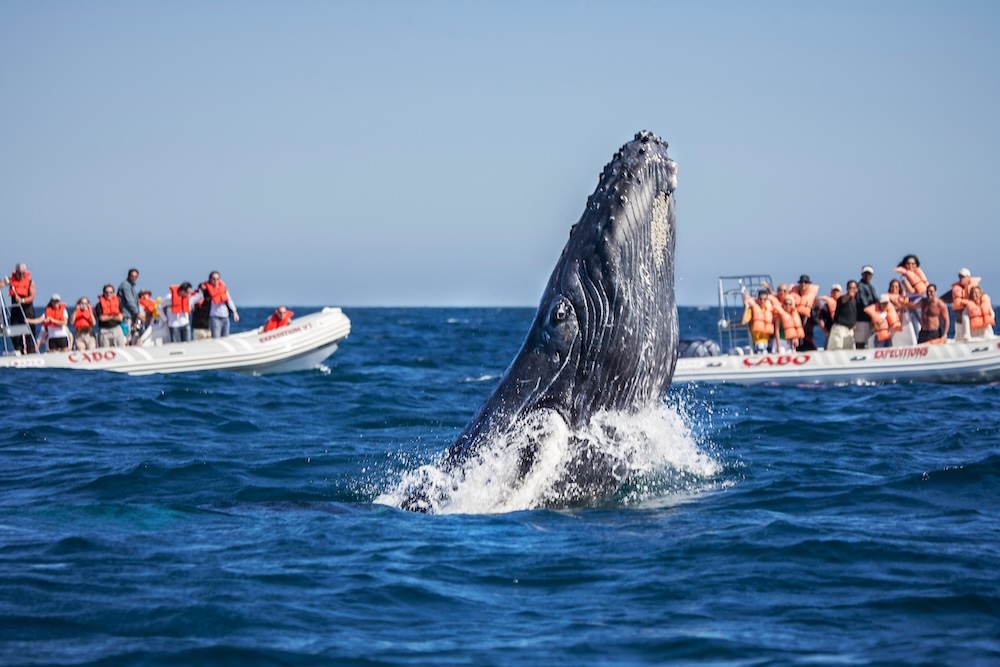 Los Cabos Whale Copyright Los Cabos Tourism Board