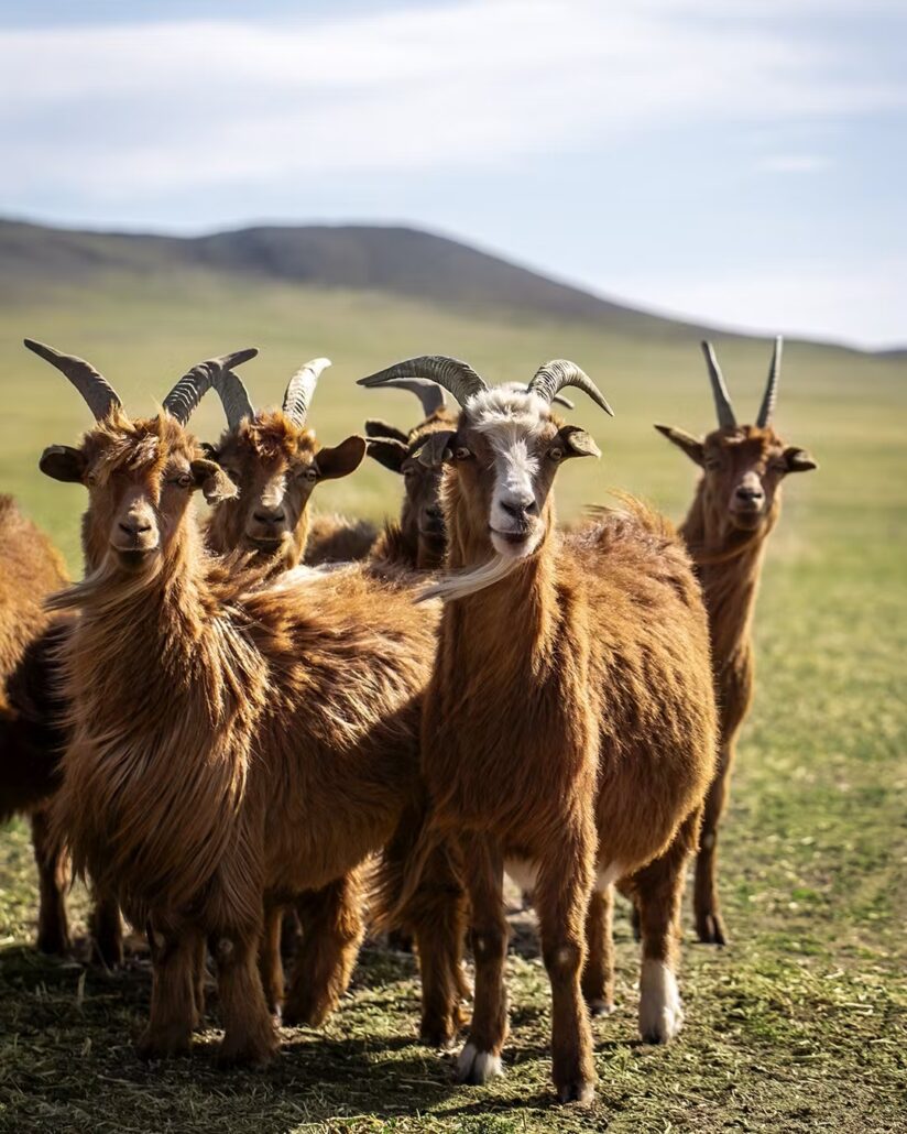 aCxvuydWJ 7kSV4o LOROPIANAMONGOLIA 14052024 05 349 37 4X5 HD