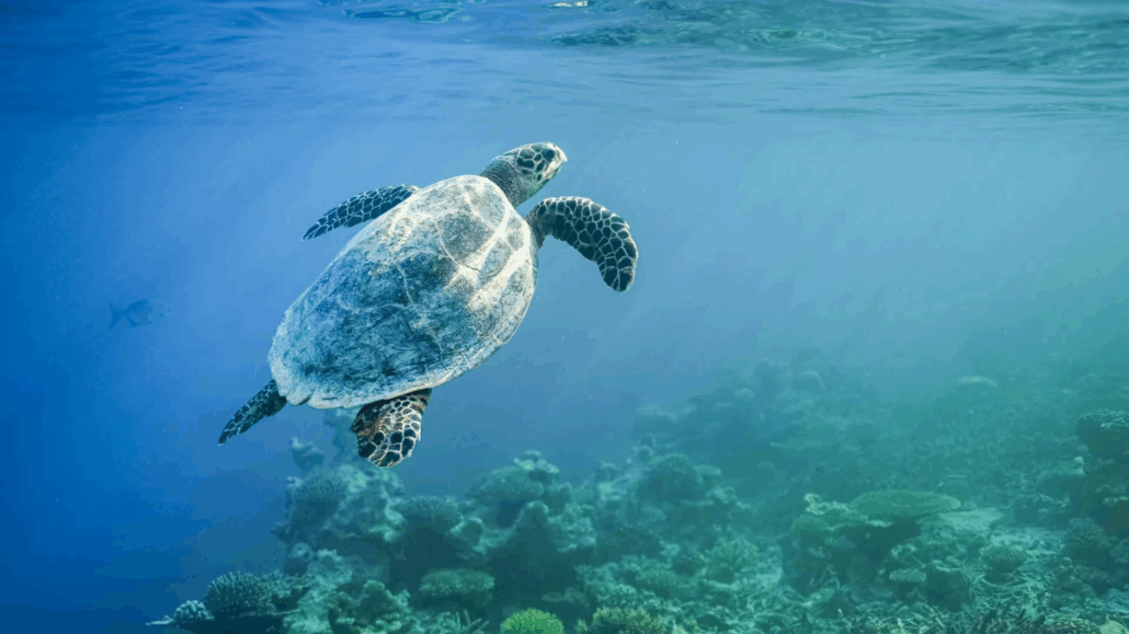 AC HPIM Unterwasserwelt2