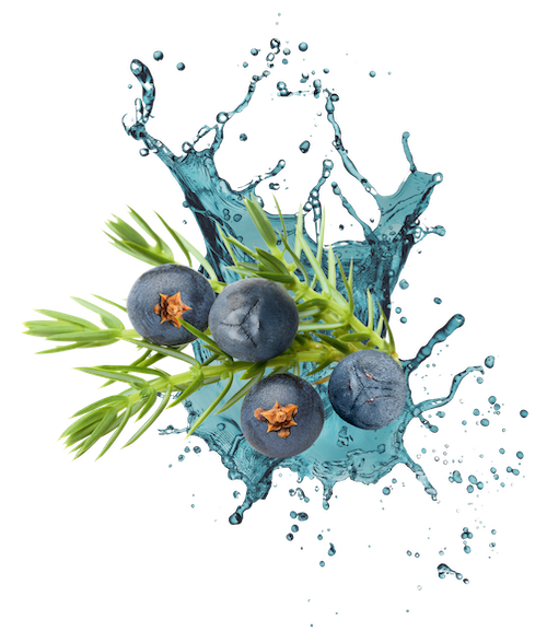 RAUSCH Wacholder mit Splash