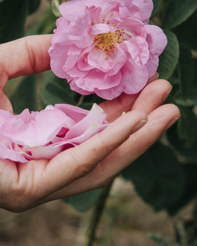 rose garden handpicked petals Copyright Patricia Pillinger
