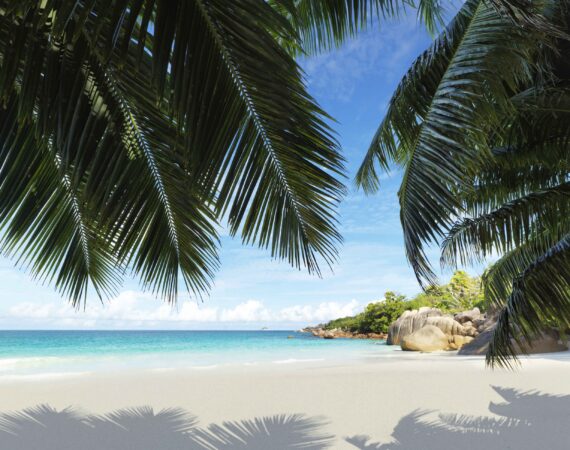 Raffles Seychelles Anse Lazio Beach Palms