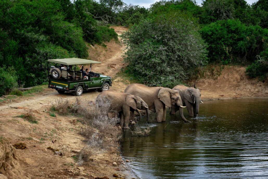 Shamwari Private Game Reserve Elephants Wateringhole