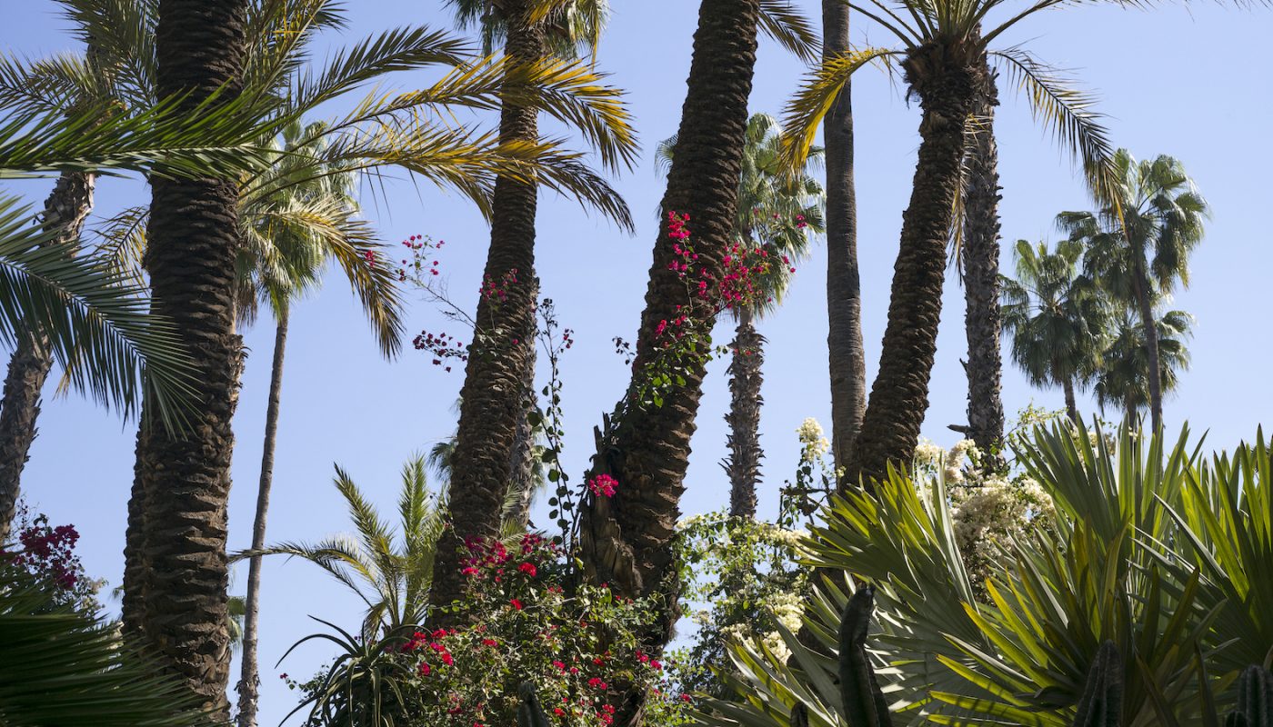 yslbeauty_pureshots_ourika-gardens_palm-tree_rgb